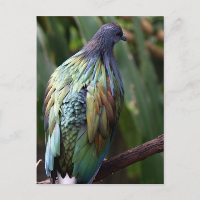 Cartão Postal Cartão-postal Nicobar Pigeon Bird (Frente)