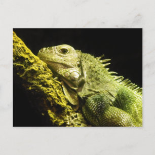 Cartão Postal Cartão-postal Noble Iguana