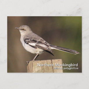 Cartão Postal Cartão-postal Norte Mockingbird