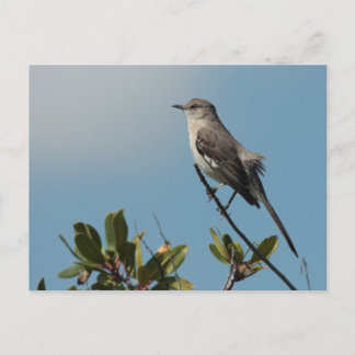 Cartão Postal Cartão-postal Norte Mockingbird