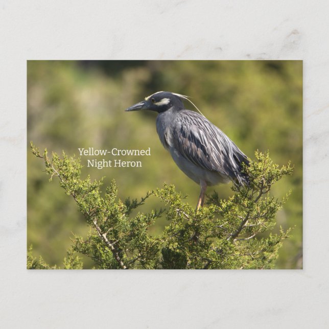 Cartão Postal Cartão-postal Noturno Amarelo Heron (Frente)