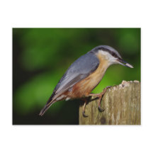 Cartão-postal Nuthatch