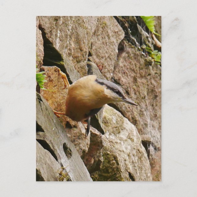 Cartão Postal Cartão-postal Nuthatch (Frente)