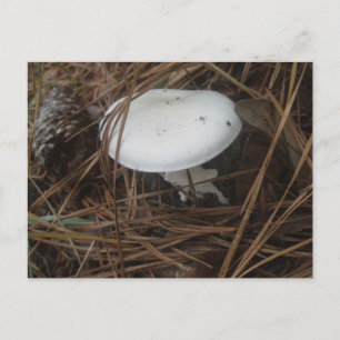 Cartão Postal Cartão-postal OBX de Cogumelo Branco