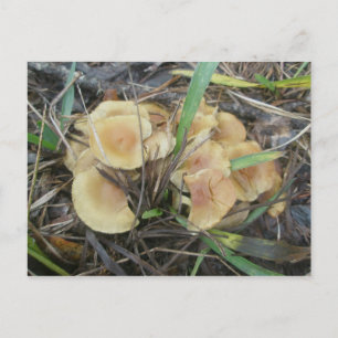 Cartão Postal Cartão-postal OBX do Cogumelo Amarelo