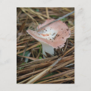 Cartão Postal Cartão-postal OBX Rosa Mushroom