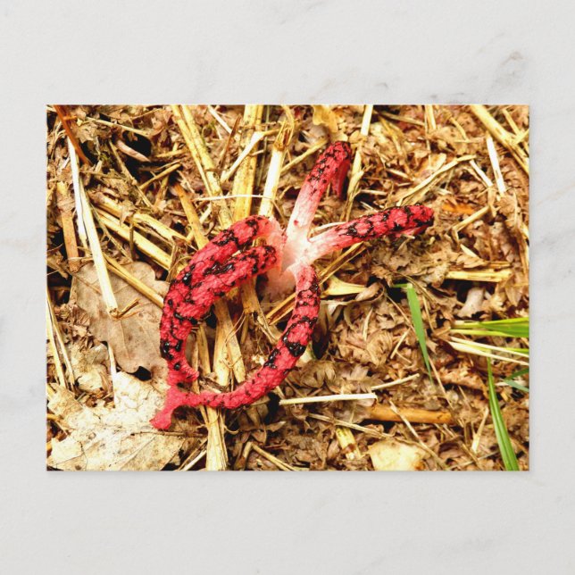 Cartão Postal Cartão-postal Octopus Stinkhorn (Frente)
