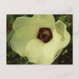 Cartão Postal Cartão-postal Okra Bloom
