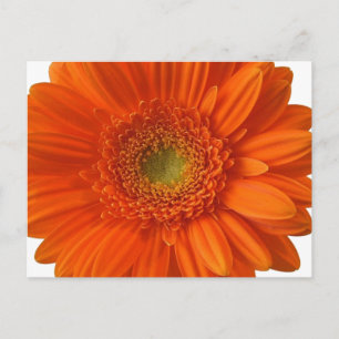 Cartão Postal Cartão-postal Orange Daisy