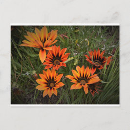 Cartão Postal Cartão-postal Orange e Black Gazanias