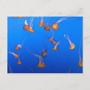 Cartão Postal Cartão-postal Orange Jellyfish