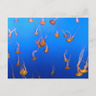 Cartão Postal Cartão-postal Orange Jellyfish