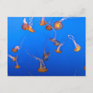 Cartão Postal Cartão-postal Orange Jellyfish