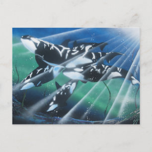 Cartão Postal Cartão-postal Orca
