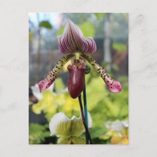 Cartão Postal Cartão-postal Orchid