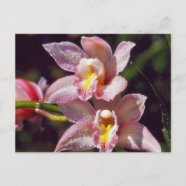 Cartão Postal Cartão-postal Orchid
