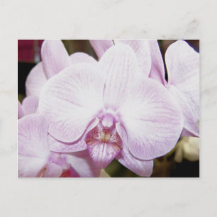 Cartão Postal Cartão-postal Orchid Quatro