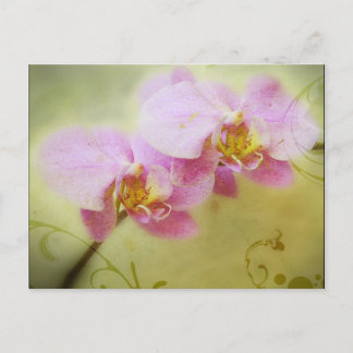 Cartão Postal Cartão-postal Orchids