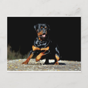 Cartão Postal Cartão-postal original do Rottweiler