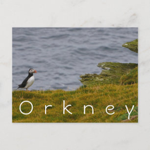 Cartão Postal Cartão-postal Orkney Puffin