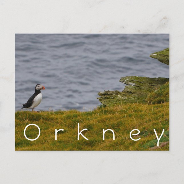 Cartão Postal Cartão-postal Orkney Puffin (Frente)