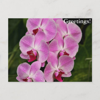 Cartão Postal Cartão-postal - Orquídea