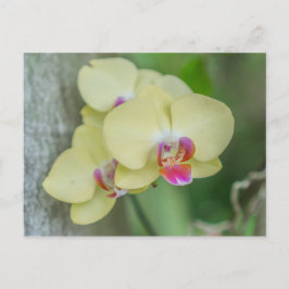 Cartão Postal Cartão-postal - Orquídea Amarela
