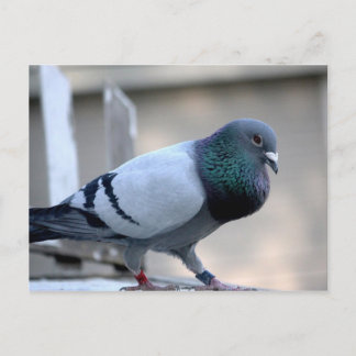 Cartão Postal Cartão-postal Ortod Homing Pigeon