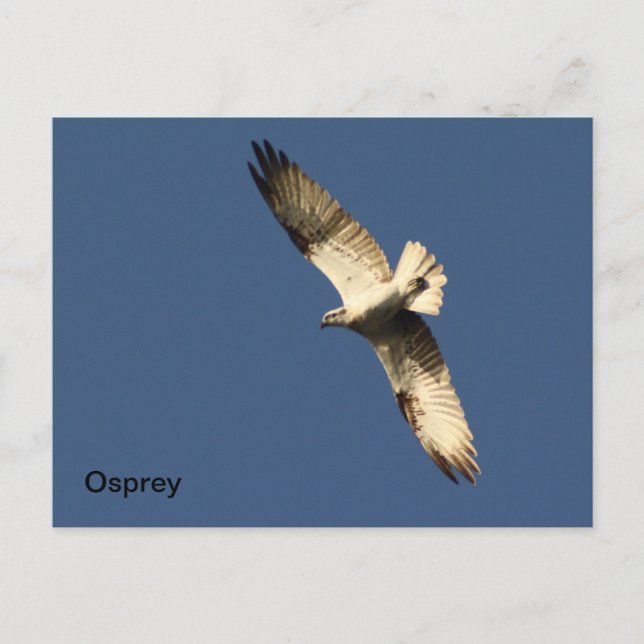 Cartão Postal Cartão-postal Osprey (Frente)