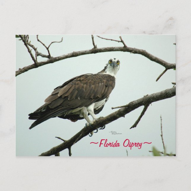 Cartão Postal Cartão-postal Osprey da Flórida (Frente)