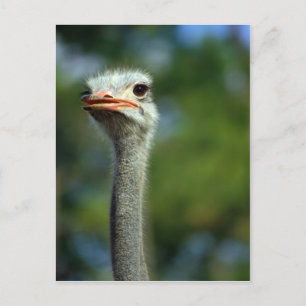 Cartão Postal Cartão-postal Ostrich