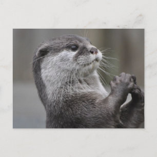 Cartão Postal Cartão-postal Otter Masterhead
