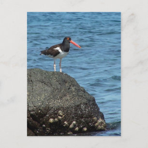 Cartão Postal Cartão-postal Oystercatcher Shorebird
