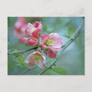 Cartão Postal Cartão-postal #P0356