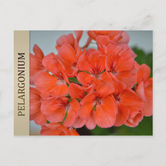 Cartão Postal Cartão-postal PAC Bergpalais Pelargonium