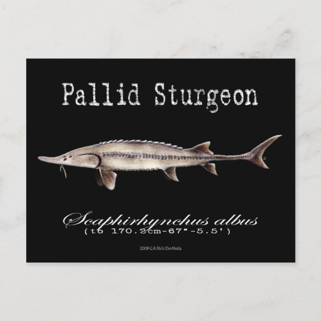Cartão Postal Cartão-postal Pallid Sturgeon-Preto (Frente)