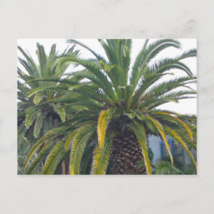Cartão Postal Cartão-postal Palm Trees