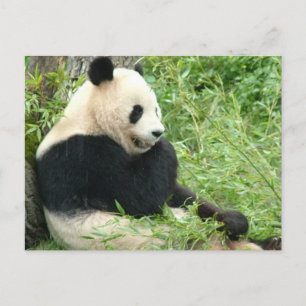 Cartão Postal Cartão-postal Panda