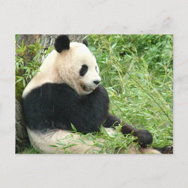 Cartão Postal Cartão-postal Panda (Frente)