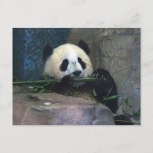 Cartão Postal Cartão-postal Panda