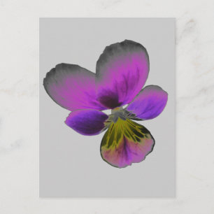 Cartão Postal Cartão-postal Pansy Wild Dark Roxo