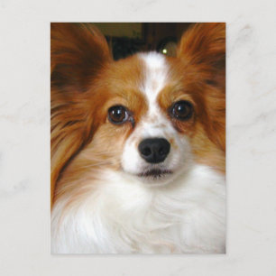 Cartão Postal Cartão-postal Papillon Dog