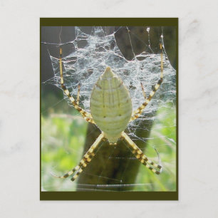 Cartão Postal Cartão-postal para a Argiope Argiope Dorsal View