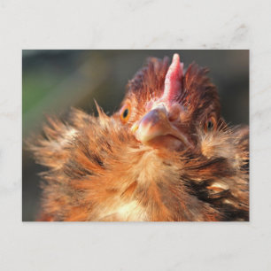 Cartão Postal Cartão-postal para a Derperella da Noite