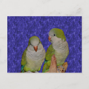 Cartão Postal Cartão-postal para animais