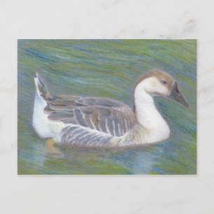 Cartão Postal Cartão-postal para animais domésticos de ganso f