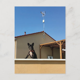 Cartão Postal Cartão-postal para Bulldog Francês Feliz