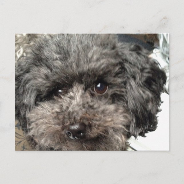 Cartão Postal Cartão-postal para cães da família (Frente)