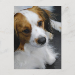 Cartão Postal Cartão-postal para cães Kooikerhondje