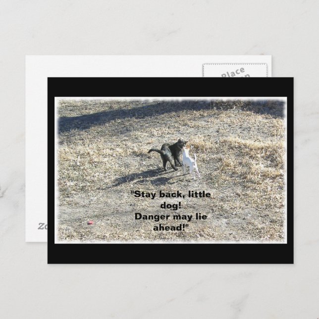 Cartão Postal Cartão-postal para cães para trás (Frente/Verso)